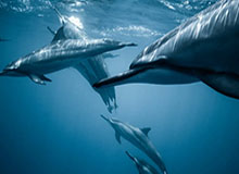 山东男篮分享球队踩场片段：高诗岩赛前热身时间